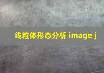 线粒体形态分析 image j